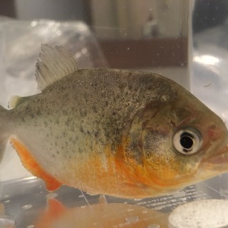 ピラニア 欲しい方 ご連絡ください。の画像