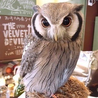 ✨✨📌フクロウカフェに行ってみたい🎶💕✨✨