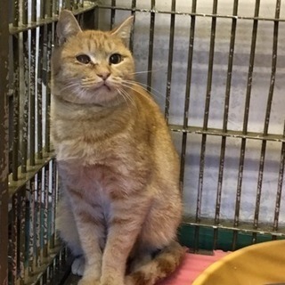 譲渡済み☆岩国市健康福祉センター収容茶トラちゃん