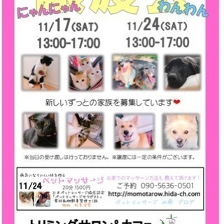 にゃんにゃん譲渡会