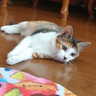 三毛猫３ヶ月避妊手術済み里親決定🐱