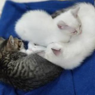 可愛い仔猫