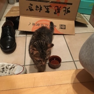 2ヶ月位の保護猫です