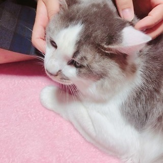 猫譲ります