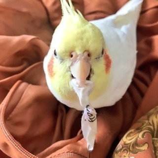 迷子のオカメインコの情報提供