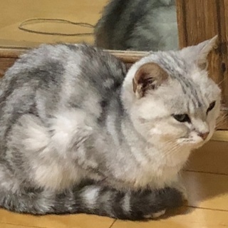 保護ネコちゃん  とても人懐っこいです