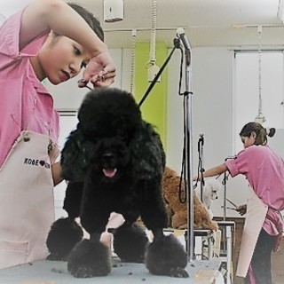 オープンキャンパスで体験しませんか？神戸愛犬美容専門学院　姫路校・神戸校の画像