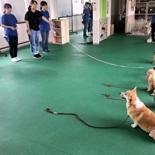 オープンキャンパスで体験しませんか？神戸愛犬美容専門学院　姫路校・神戸校の画像