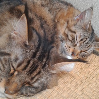 猫の人工授精
