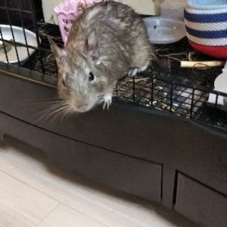 (募集終了)デグーの里親