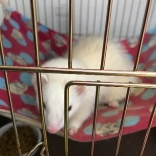1歳のフェレットちゃん