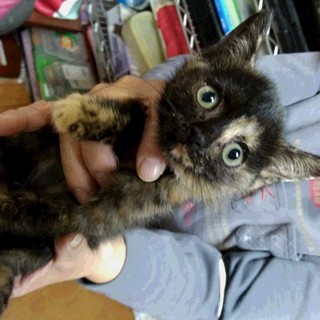 生後2ヶ月のサビ柄の子猫ちゃんです