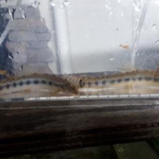 スジシマドジョウ　メダカ水槽等の掃除屋