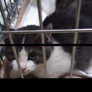 素敵なママ、パパ探してるニャン - 猫