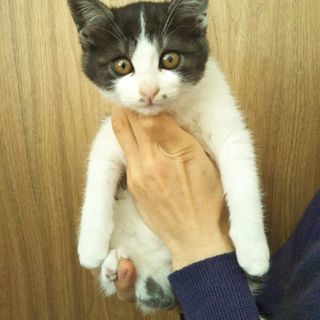素敵なママ、パパ探してるニャン − 山口県