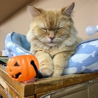 おひとり様大歓迎🐈ねこかふぇ貸切🐈人狼&ボードゲーム会 - イベント
