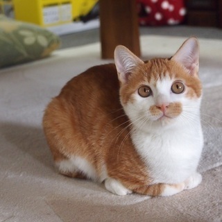 チョビヒゲ模様が可愛い茶白君です❣️ − 福岡県
