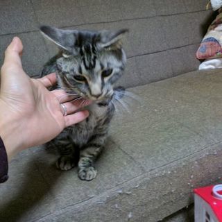 マンチカンの男の子