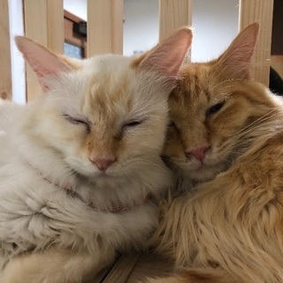 保護猫カフェのアルバイト募集