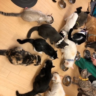 保護猫カフェのアルバイト募集の画像