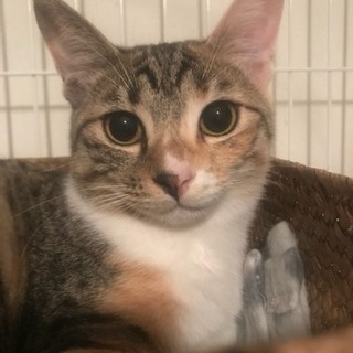 【里親さま決定】♡キジ三毛の女の子