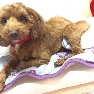 <<※現在、里親候補様とお話中により募集を中断させていただいてお...