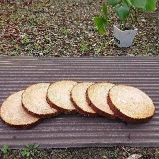 ひのきの輪切り６枚