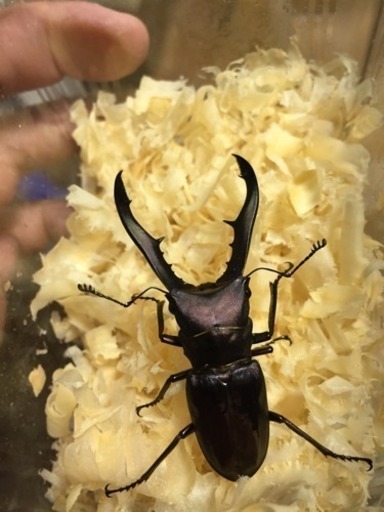 メタリフェルホソアカクワガタ パープル固定ペア