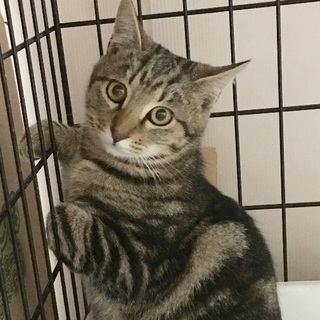 里親決定。人懐っこいキジの男の子です。