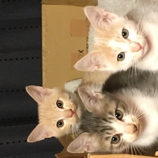 ３匹の子猫の里親募集です