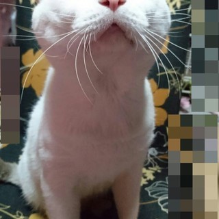 青い目をした白いおぢさん。エイズ陽性