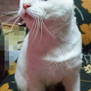 青い目をした白いおぢさん。エイズ陽性 - 三原市