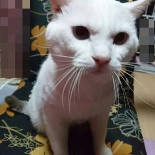 青い目をした白いおぢさん。エイズ陽性 - 猫