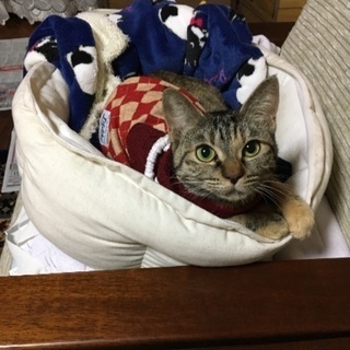 キジトラの子供猫です。