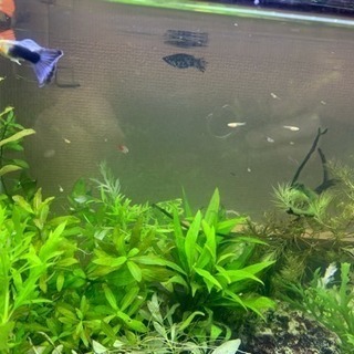 熱帯魚 グッピー 稚魚の画像