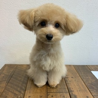 犬友募集中🐾