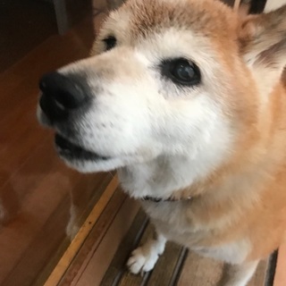他界した祖母の愛犬の里親を探しています