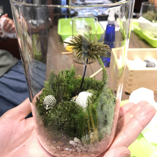 埼玉県熊谷市で「苔玉」「盆栽」「苔テラリウム」「グリーンアレンジメント」の教室を開催しています。の画像