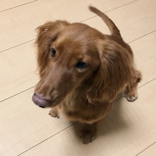 ミニチュアダックスフント オス 5歳 - 柏市