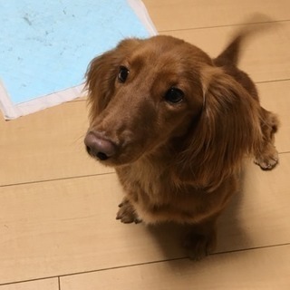 ミニチュアダックスフント オス 5歳 - 犬
