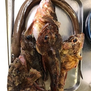 まったり釣りしませんか〜
