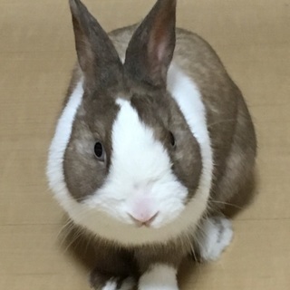 ネザーランドドワーフうさぎ♂