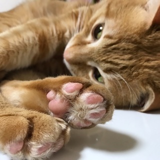 2歳のトラ柄猫くん
