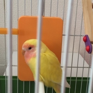 メスのコザクラインコです
