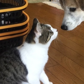 「犬と共存OK!」目は塞がり頭はカラスに襲われ血だらけの子猫を保護しました。の画像