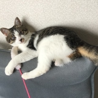 「犬と共存OK!」目は塞がり頭はカラスに襲われ血だらけの子猫を保護しました。 - 川崎市