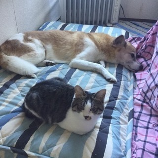 「犬と共存OK!」目は塞がり頭はカラスに襲われ血だらけの子猫を保護しました。 - 里親募集