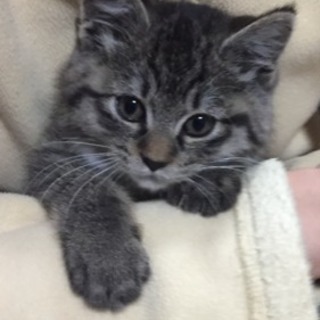 生後１か月くらいの子猫ちゃん🎵