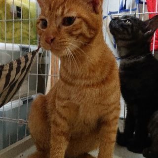 6ヶ月の保護猫4匹の里親募集