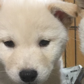 三連休子犬祭り！